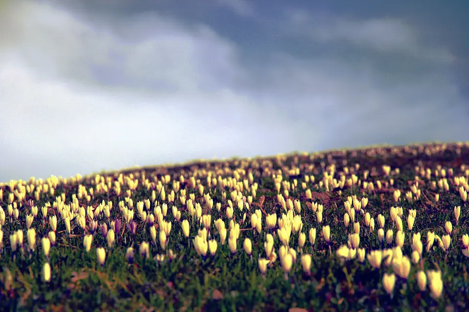 Een veld vol bloeiende tulpen